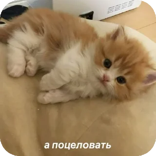 👍 emoji мяув Telegram sticker 24 of 35