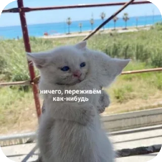👍 emoji мяув Telegram sticker 14 of 35