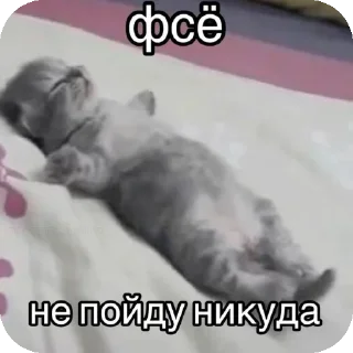 👍 emoji мяув Telegram sticker 19 of 35