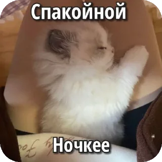 👍 emoji мяув Telegram sticker 4 of 35