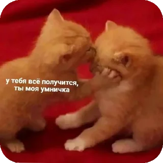 👍 emoji мяув Telegram sticker 13 of 35