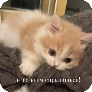 👍 emoji мяув Telegram sticker 12 of 35