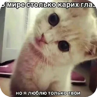 👍 emoji мяув Telegram sticker 7 of 35