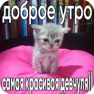 👍 emoji мяув Telegram sticker 23 of 35