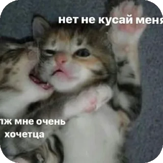 👍 emoji мяув Telegram sticker 15 of 35
