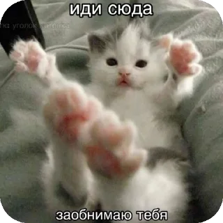 👍 emoji мяув Telegram sticker 21 of 35