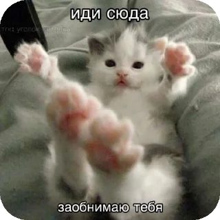 👍 emoji мяув Telegram sticker 18 of 35