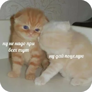 👍 emoji мяув Telegram sticker 16 of 35