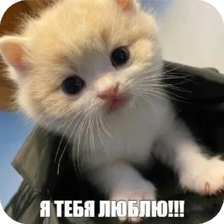 👍 emoji мяув Telegram sticker 8 of 35