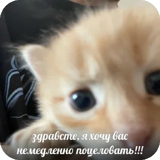 👍 emoji мяув Telegram sticker 9 of 35