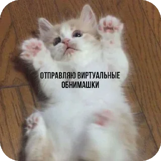 👍 emoji мяув Telegram sticker 20 of 35