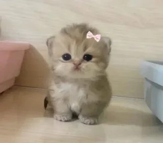 🥺 emoji @Earth928B <- больше стиков Telegram sticker 24 of 65