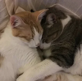 Sticker from ˠ˙* when we kiss !! (cat ver.)