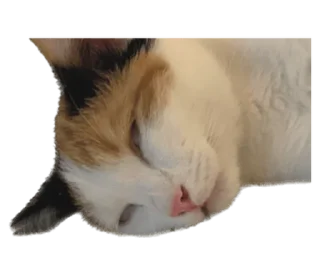 ❤️ emoji СТИКИ ➡️ @SOFTSTICKS Telegram sticker 10 of 81