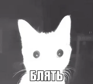 Sticker from wholesome kitties