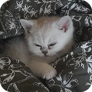 Sticker from Yumiko Kitty