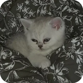 Sticker from Yumiko Kitty