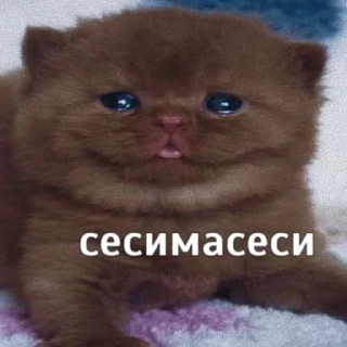 Sticker from wholesome kitties