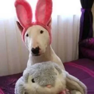 🤍 emoji Бультерьеры>>>весь мир Telegram sticker 11 of 45