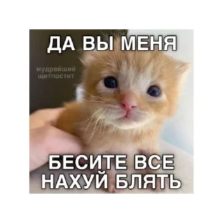 🤬 emoji котики🤏🏻 Telegram sticker 10 of 36