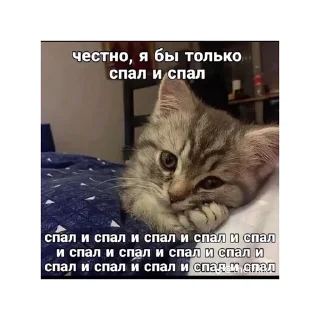 😴 emoji котики🤏🏻 Telegram sticker 15 of 36