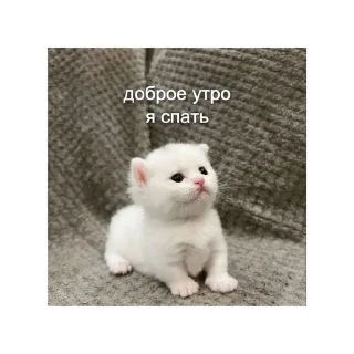 💤 emoji котики🤏🏻 Telegram sticker 17 of 36