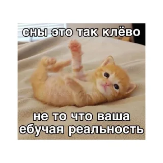 😵‍💫 emoji котики🤏🏻 Telegram sticker 22 of 36