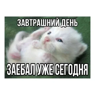 😒 emoji котики🤏🏻 Telegram sticker 19 of 36