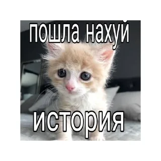 😤 emoji котики🤏🏻 Telegram sticker 3 of 36