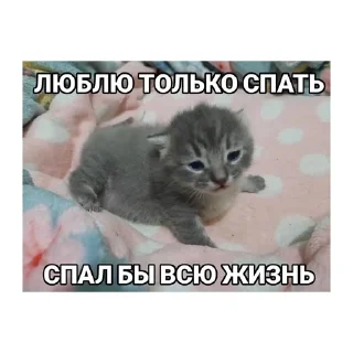 💔 emoji котики🤏🏻 Telegram sticker 1 of 36