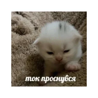 😞 emoji котики🤏🏻 Telegram sticker 18 of 36