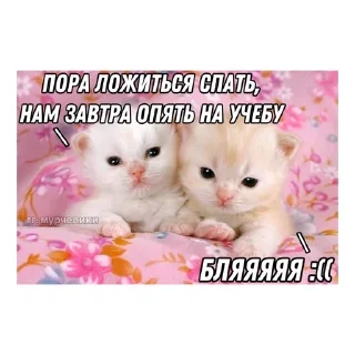 😵 emoji котики🤏🏻 Telegram sticker 24 of 36