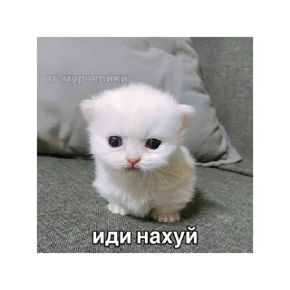 😝 emoji котики🤏🏻 Telegram sticker 4 of 36