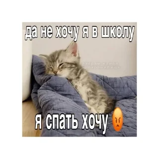 🙄 emoji котики🤏🏻 Telegram sticker 8 of 36