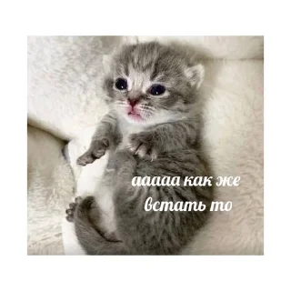 😣 emoji котики🤏🏻 Telegram sticker 16 of 36