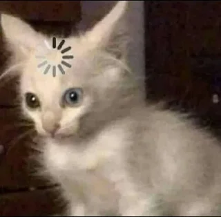 Sticker from котейки и другое 🐱