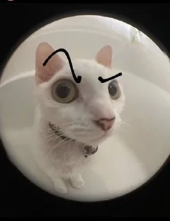 Sticker from котейки и другое 🐱