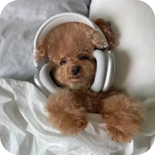 🐶 emoji ТГК @oboi_temku @Adidas_pro_o2 Telegram sticker 6 of 51