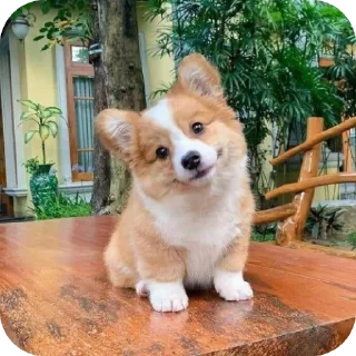 🐶 emoji ТГК @oboi_temku @Adidas_pro_o2 Telegram sticker 10 of 51