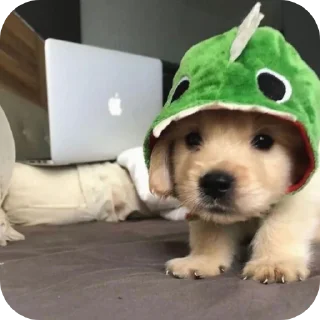 🐶 emoji ТГК @oboi_temku @Adidas_pro_o2 Telegram sticker 19 of 51