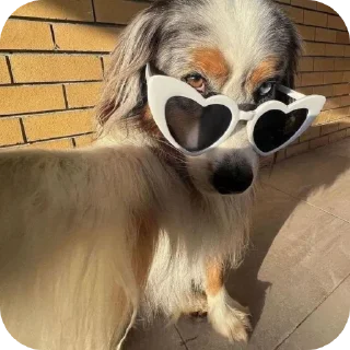 🐶 emoji ТГК @oboi_temku @Adidas_pro_o2 Telegram sticker 17 of 51
