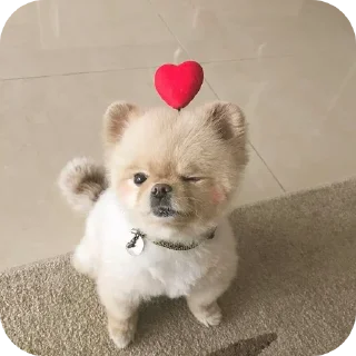 🐶 emoji ТГК @oboi_temku @Adidas_pro_o2 Telegram sticker 18 of 51