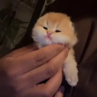 Sticker from cat