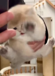 Sticker from cat