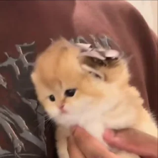 Sticker from cat