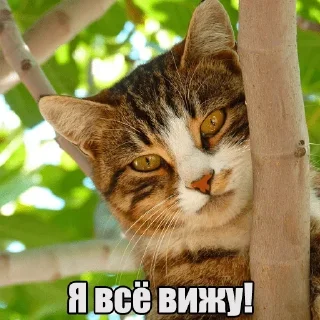 Sticker from Мур-мур: @Pea4_stickerbot