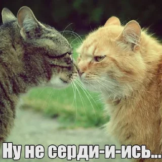 Sticker from Мур-мур: @Pea4_stickerbot