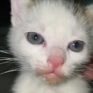 Sticker from kitty