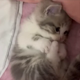 Sticker from kitty
