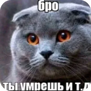 🐱 emoji @STICKRULE <- БОЛЬШЕ Telegram sticker 1 of 51